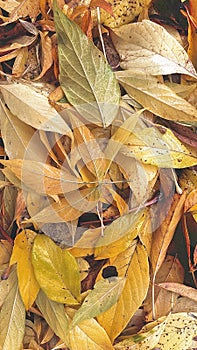 Autumn yellow-orange leaves, nature details.