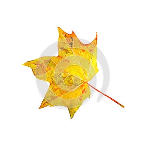 Autumn yellow and orange maple leaf, watercolor hand drawn botanical illustration