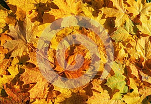 Autumn yellow and orange maple leaves background