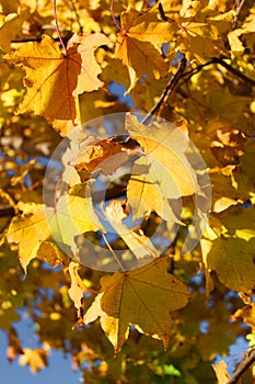 Autumn, yellow, orange maple leaves. Leaves on a tree