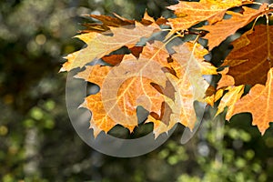Autumn yellow and orange maple tree leaves during fall season