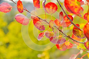 Autumn yellow and red leaves. Aspen. Nature of the central Russia.