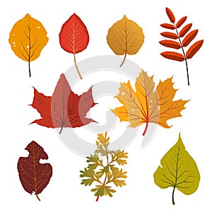 Autumn yellow and red leaves. Clipart set.