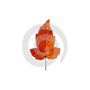 Autumn yellow red maple leaf isolated on the white background. F