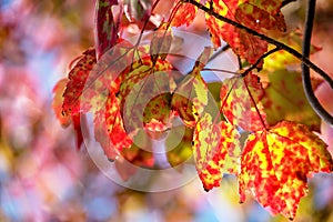 Autumn yellow red maple leaves on a blurred forest background, very shallow focus. Colorful foliage in the autumn park.