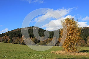 Autumn yellow tree with rocks in background