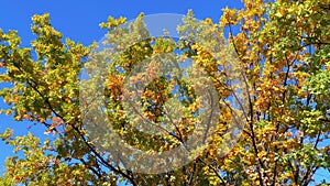 Autumn yellow trees with leaves on the branches of in the park against blue sky