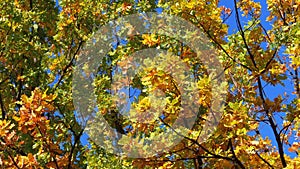 Autumn Yellow Trees with Leaves on the Branches of in the Park against Blue Sky