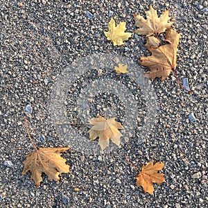 Autumn yellowed maple leaves lying on gray dry asphalt. Textural abstraction.