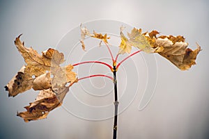 Autumn yellowing leaf