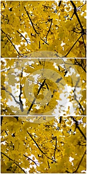Autumn yellows leaves collage