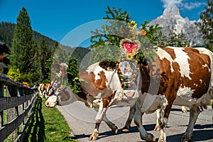 In autumn you drive the cattle from the alpine pastures into the valley