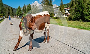 In autumn you drive the cattle from the alpine pastures into the valley