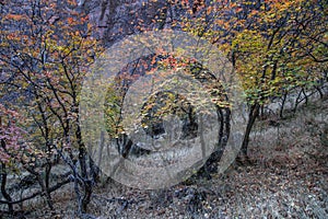 Autumn In Zion