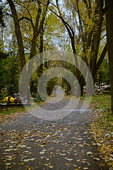 Autumnal aisle path in the cemetery