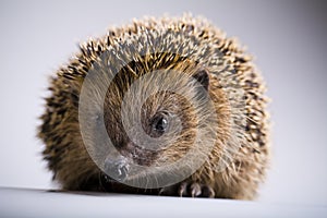 Autumnal animal - Hedgehog photo