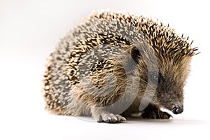 Autumnal animal - Hedgehog photo