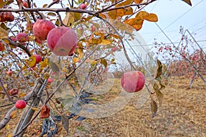 Autumnal apple orchard