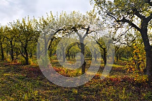 Autumnal apple orchard