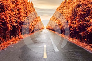 Autumnal asphalt road