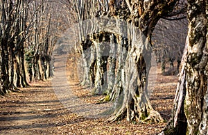 An autumnal avenue among ancient trees photo