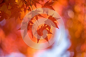 Autumnal background, defocused red marple leaves