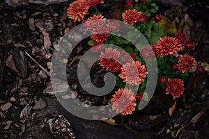 Autumnal background with red Chrysanthemum Flower against decorative wooden background. Fall seasonal flowers.