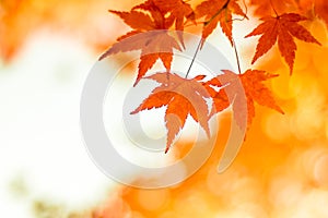 Autumnal background, slightly defocused red maple leaves