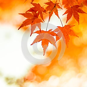 Autumnal background, slightly defocused red maple leaves