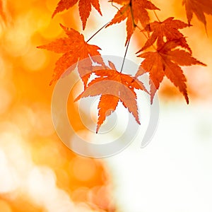 Autumnal background, slightly defocused red maple leaves