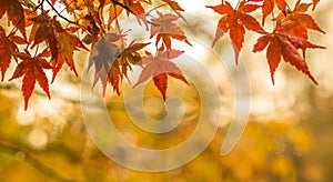 Autumnal background, slightly defocused red maple leaves with w