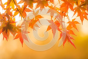 Autumnal background, slightly defocused red maple leaves with w