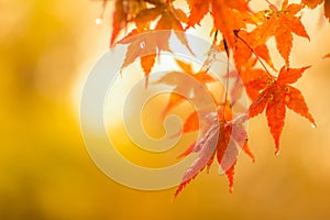 Autumnal background, slightly defocused red maple leaves with wa