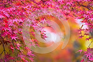 Autumnal background, slightly defocused red marple leaves photo