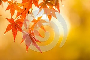 Autumnal background, slightly defocused red marple leaves with w