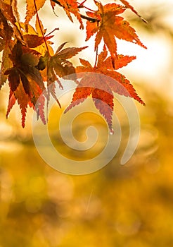 Autumnal background, slightly defocused red marple leaves with w