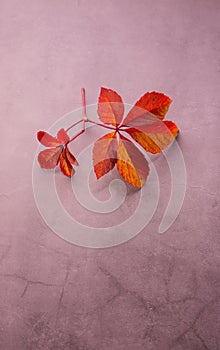 Autumnal background with Vivid red leaves on a Grunge background.