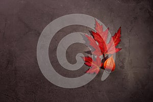 Autumnal background with Vivid red Maple leaves on a Grunge background.