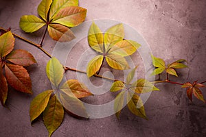 Autumnal background with Wild Grape Leaves on a Grunge grey background. Good For Autumn Seasonal Background.