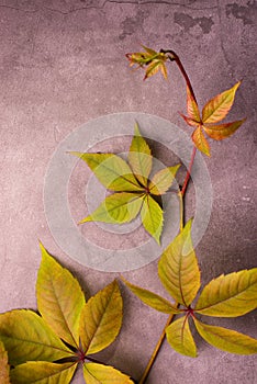 Autumnal background with Wild Grape Leaves on a Grunge grey background. Good For Autumn Seasonal Background.