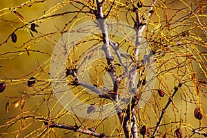 autumnal background, the yellow that predominates and is interrupted by branches.