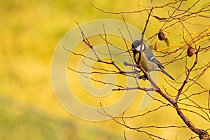 autumnal background, the yellow that predominates and is interrupted by branches.