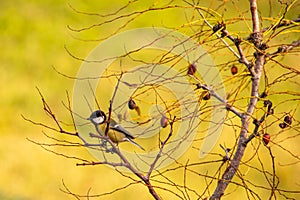 autumnal background, the yellow that predominates and is interrupted by branches.