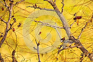 autumnal background, the yellow that predominates and is interrupted by branches. photo