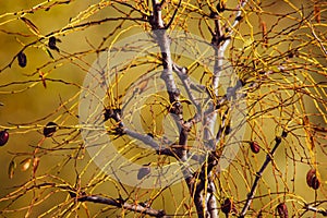 autumnal background, the yellow that predominates and is interrupted by branches. photo