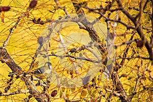 autumnal background, the yellow that predominates and is interrupted by branches. photo