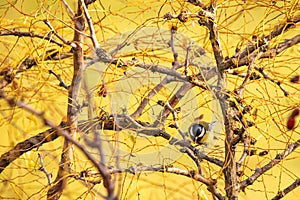 autumnal background, the yellow that predominates and is interrupted by branches. photo