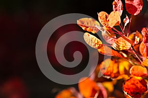 Autumnal backgrounds wit red foliage