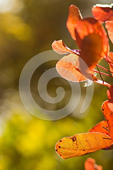 Autumnal backgrounds wit red foliage