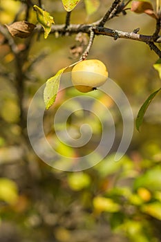 Autumnal backgrounds with yellow apple